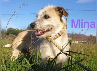 Mina4 geb. 10/2022 (GRC) - sonnige und freundliche Wuschelhündin sucht ihr Körbchen!
