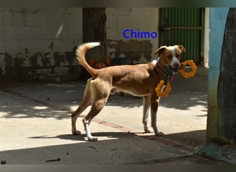 Chimo geb. 08/2024 (ESP) - verspielter Hundepartner sucht seine Familie!