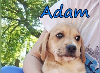 Adam geb. 03/2026 (GRC) - Welpe sucht seine Familie!