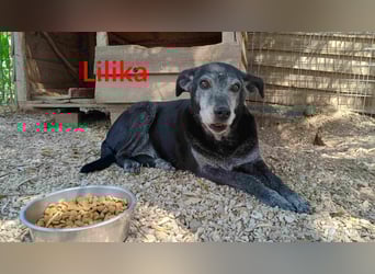 Lilika geb. 06/2016 (GRC) - sensilbe Hündin sucht geduldige Menschen und ein sicheres Zuhause!