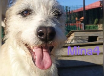 Mina4 geb. 10/2022 (GRC) - sonnige und freundliche Hundedame sucht ihr Körbchen!