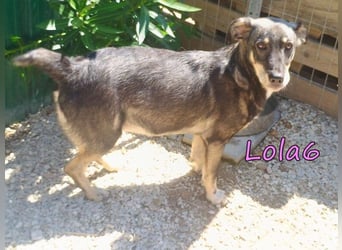 Lola6 geb. 01/2024 (GRC) - fröhliche Hundepartnerin sucht die richtige Familie!