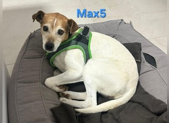 Max5 geb. 04/2022 (ESP) - liebevoller Hundemann verdient seine Chance!
