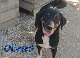 Oliver2 geb. 01/2024 (GRC) - noch schüchterner Hundekumpel will endlich gesehen werden!