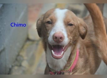 Chimo geb. 08/2024 (ESP) - verspielter Hundepartner sucht seine Familie!