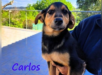 Carlos geb. 01/2025 (GRC) - sanfter und wunderschöner Junghund!