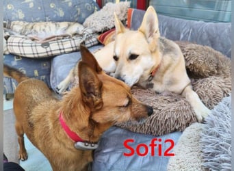 Sofi2 geb. 03/2021 (in Deutschland) - schlaue, soziale Hündin sucht Familienanschluss!