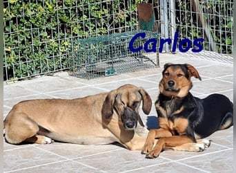 Carlos geb. 01/2025 (GRC) - sanfter und wunderschöner Junghund!