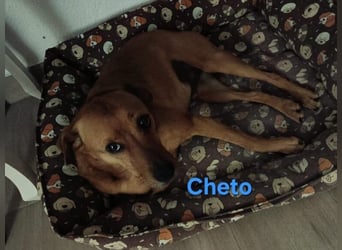 Cheto geb. 02/2020 (ESP) - treuer Hundepartner sucht seine zweite Chance!