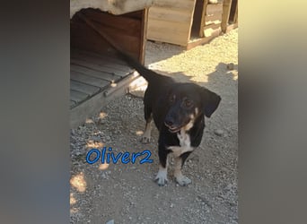 Oliver2 geb. 01/2024 (GRC) - noch schüchterner Hundekumpel will endlich gesehen werden!