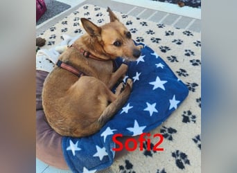 Sofi2 geb. 03/2021 (in Deutschland) - schlaue, soziale Hündin sucht Familienanschluss!