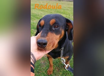 Rodoula geb. 2018 (GRC) - sehr ruhige und gelassene, süße und soziale Hündin!