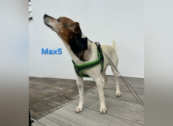 Max5 geb. 04/2022 (ESP) - liebevoller Hundemann verdient seine Chance!