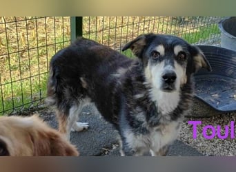 Toula geb. 04/2015 (GRC) - ausgeglichene, liebe Hündin sucht ebensolches Zuhause!