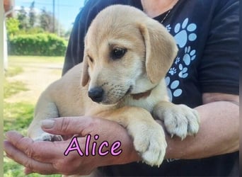 Alice geb. 03/2026 (GRC) - zauberhafte Welpin sucht ihre Chance!