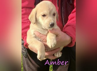Amber geb. 03/2026 (GRC) - Welpenmädchen wünscht sich ein Zuhause!