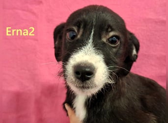 Erna2 geb. 09/2025 (GRC) - menschenbezogene, goldige Welpin!