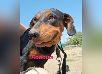 Rodoula geb. 2018 (GRC) - sehr ruhige und gelassene, süße und soziale Hündin!