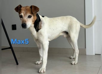 Max5 geb. 04/2022 (ESP) - liebevoller Hundemann verdient seine Chance!