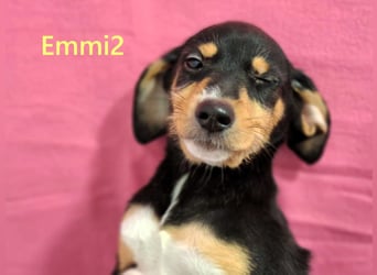 Emmi2 geb. 09/2025 (GRC) - lebensfrohe, kleine Welpin!