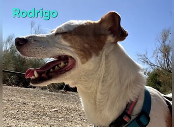 Rodrigo geb. 08/2021 (ESP) - gutmütiger und fröhlicher Hundepartner!