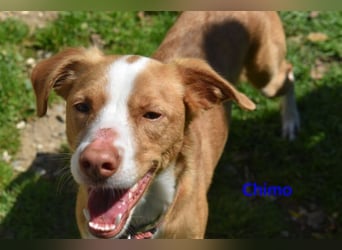 Chimo geb. 08/2024 (ESP) - verspielter Hundepartner sucht seine Familie!