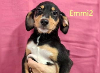 Emmi2 geb. 09/2025 (GRC) - lebensfrohe, kleine Welpin!
