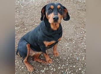 Rodoula geb. 2018 (GRC) - sehr ruhige und gelassene, süße und soziale Hündin!