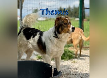 Themis geb. 03/2021 (GRC) - fröhlicher und neugieriger Rüde, ein kleiner Freigeist!