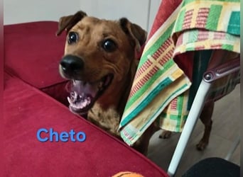 Cheto geb. 02/2020 (ESP) - treuer Hundepartner sucht seine zweite Chance!