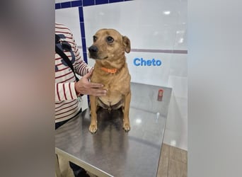 Cheto geb. 02/2020 (ESP) - treuer Hundepartner sucht seine zweite Chance!