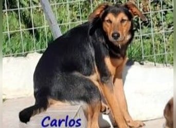 Carlos geb. 01/2025 (GRC) - sanfter und wunderschöner Junghund!