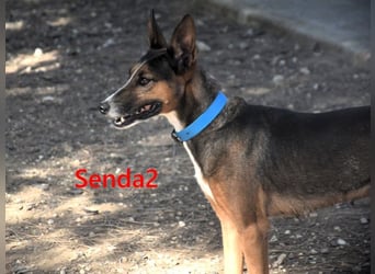 Senda2 geb. 03/2021 (ESP) - freundliche, soziale und sehr süße Hündin!