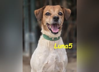 Luna5 geb. 06/2017 (ESP) - liebevolle und aufgeschlossene Hündin!