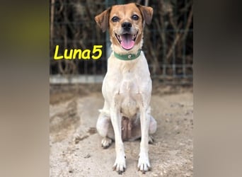 Luna5 geb. 06/2017 (ESP) - liebevolle und aufgeschlossene Hündin!
