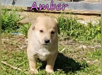 Amber geb. 03/2026 (GRC) - Welpenmädchen wünscht sich ein Zuhause!