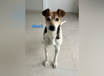 Max5 geb. 04/2022 (ESP) - liebevoller Hundemann verdient seine Chance!