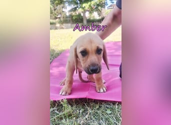 Amber geb. 03/2026 (GRC) - Welpenmädchen wünscht sich ein Zuhause!