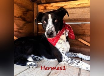 Hermes1 geb. 04/2023 (GRC) - lieber und sozialer Hundemann sucht Körbchen!