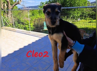 Cleo2 geb. 01/2025 (GRC) - süße und neugierige, kleine Welpin!
