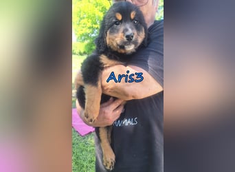 Aris3 geb. 03/2026 (GRC) - verschmuster Welpe möchte sein Leben beginnen!