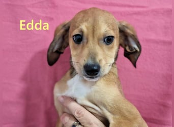 Edda geb. 09/2025 (GRC) - fröhliche, kleine Welpin!