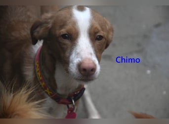 Chimo geb. 08/2024 (ESP) - verspielter Hundepartner sucht seine Familie!
