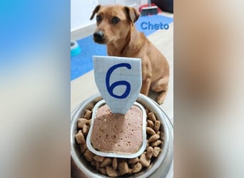 Cheto geb. 02/2020 (ESP) - treuer Hundepartner sucht seine zweite Chance!