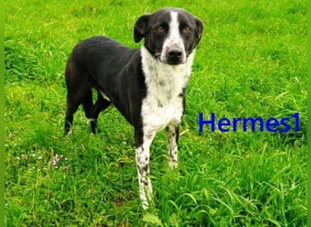 Hermes1 geb. 04/2023 (GRC) - lieber und sozialer Hundemann sucht Körbchen!