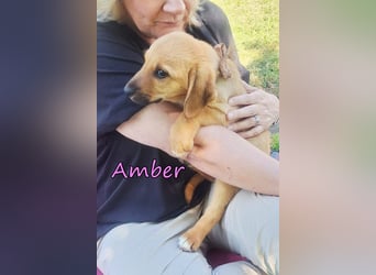 Amber geb. 03/2026 (GRC) - Welpenmädchen wünscht sich ein Zuhause!