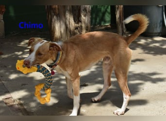 Chimo geb. 08/2024 (ESP) - verspielter Hundepartner sucht seine Familie!
