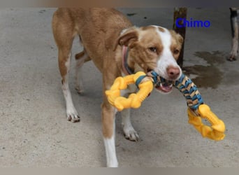 Chimo geb. 08/2024 (ESP) - verspielter Hundepartner sucht seine Familie!