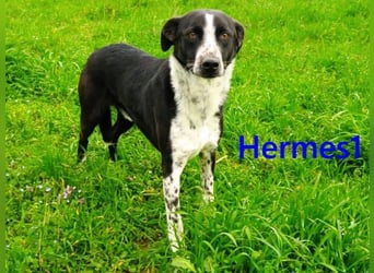Hermes1 geb. 04/2023 (GRC) - lieber und sozialer Hundemann sucht Körbchen!