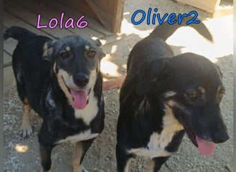 Oliver2 geb. 01/2024 (GRC) - noch schüchterner Hundekumpel will endlich gesehen werden!